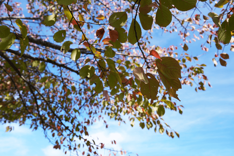 秋めいてきた木の葉の写真