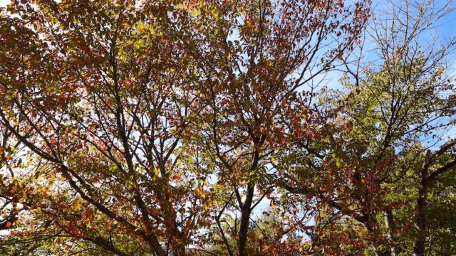 秋めいてきた木の葉と空の写真